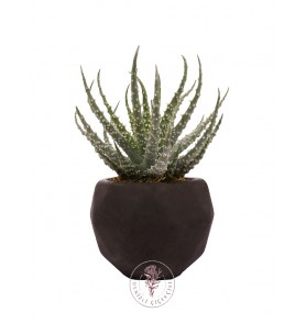 Saksıda Aloe Humilis